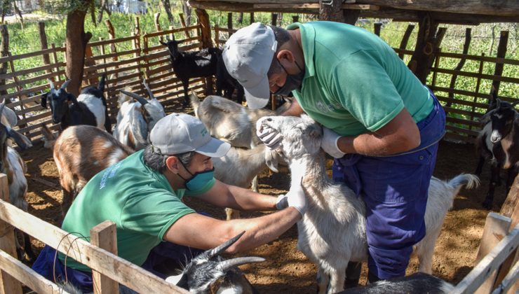 Finalizaron los trabajos de asistencia sanitaria a los grupos de pequeños productores caprinos del norte provincial