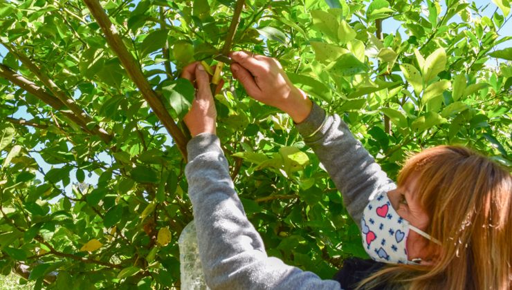 El Ministerio de Producción reproduce árboles frutales mediante la técnica de acodos aéreos