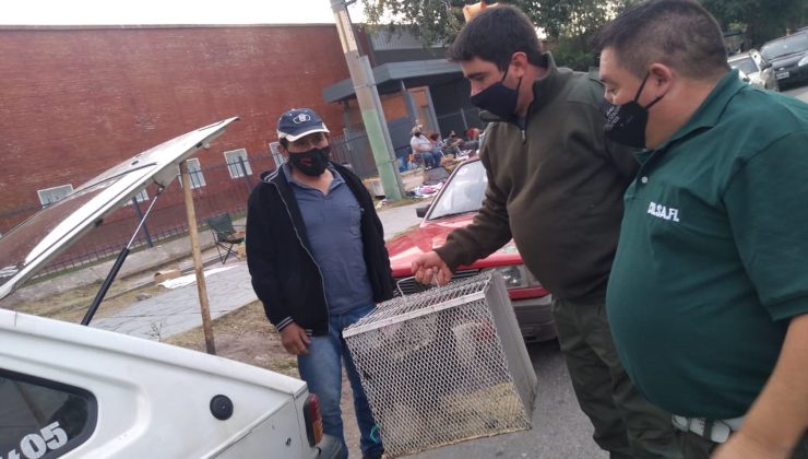 COSAFI decomisó aves que eran comercializadas en la vía pública y no tenían documentación de procedencia