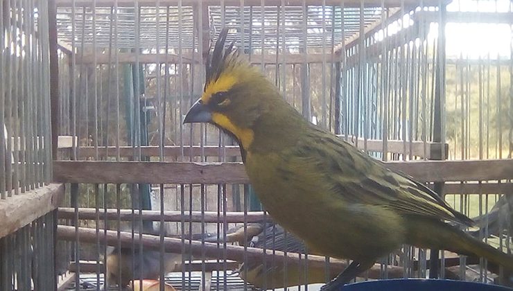 Catorce aves rescatadas del tráfico ilegal ingresaron al Centro de Conservación de Vida Silvestre