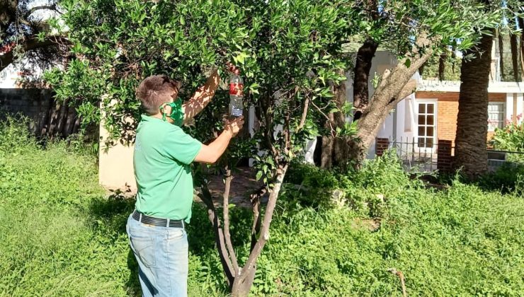 “Con el Plan de Lucha para Erradicar la Mosca de los Frutos solo visitamos a beneficiarios que tienen hospederos activos”