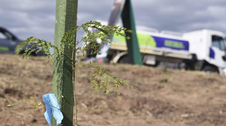 “Más Árboles, Más Vida”: este martes inicia la forestación en el tramo Quines-Candelaria