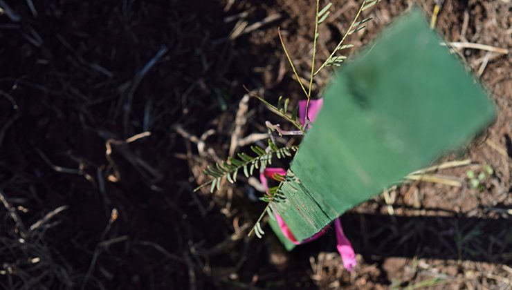 El Plan Forestal Provincial llegará este jueves al tramo que une a la ciudad de San Luis con Beazley