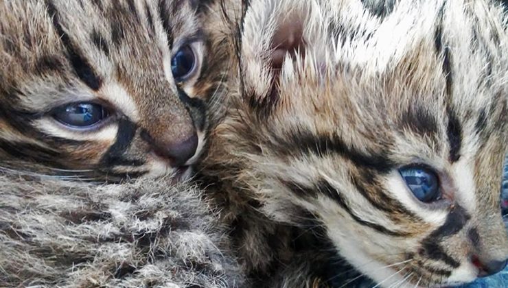 Tres animales autóctonos ingresaron al Centro de Conservación de Vida Silvestre de La Florida