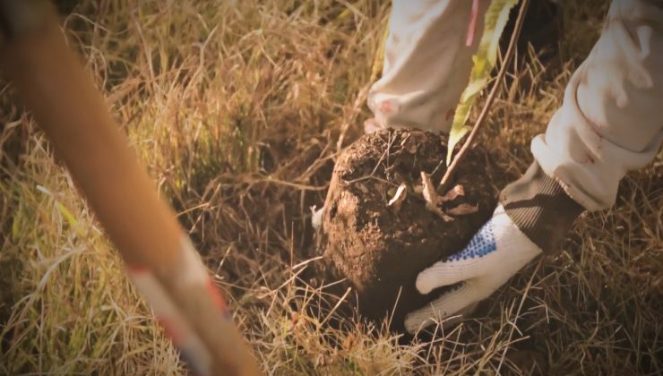 Este lunes se realizará una forestación en homenaje al personal sanitario de la provincia