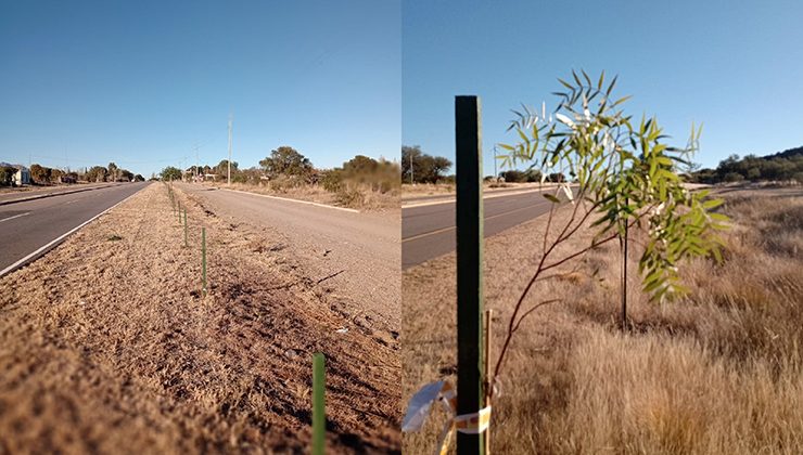 Concluyó la forestación que une el tramo entre Villa de la Quebrada y Nogolí