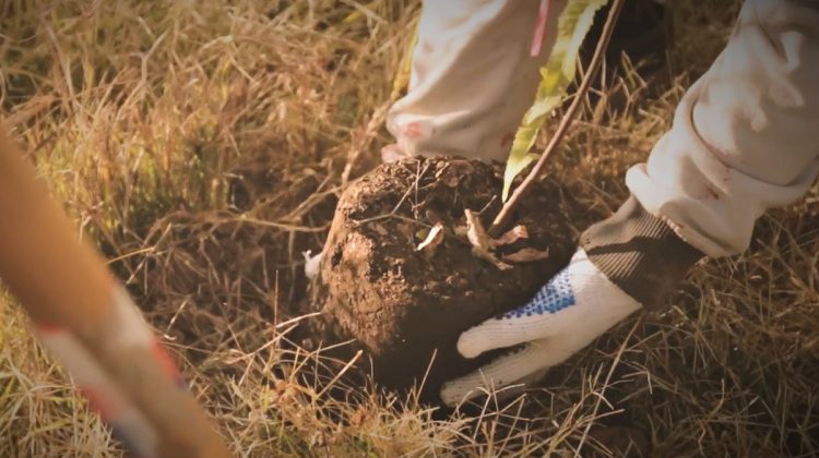 “Más Árboles, Más Vida”: este jueves inicia la forestación en el tramo Fraga-Batavia