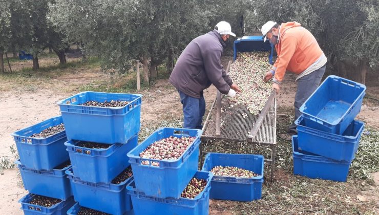 Ya se cosecharon casi 10 toneladas de aceitunas en Sol Puntano