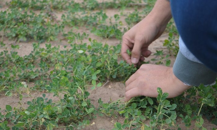 Recorrieron cultivos en la Cuenca del Morro para interiorizarse sobre la producción de alfalfa