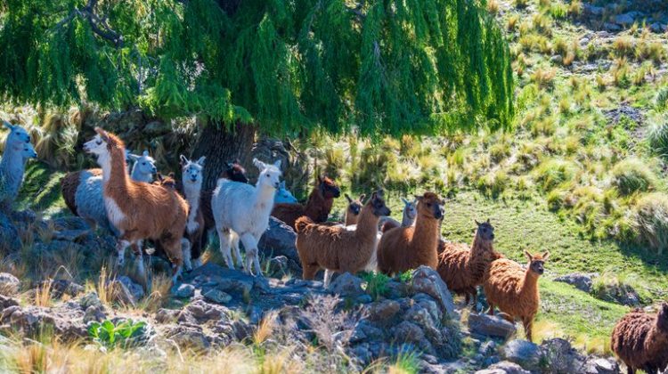 Vivir la naturaleza en la Casa del Sol