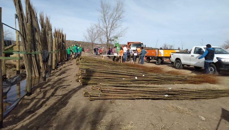 Forestarán los márgenes de los canales de la provincia