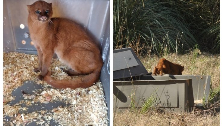 Un yaguarundí fue liberado en el Área Natural Protegida “Quebrada de las Higueritas”