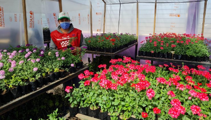 La producción de flores crece en el Vivero Cruz de Piedra