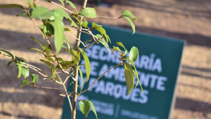 Este miércoles inicia el tramo forestal que llenará de vida el corredor San Luis-Villa de la Quebrada