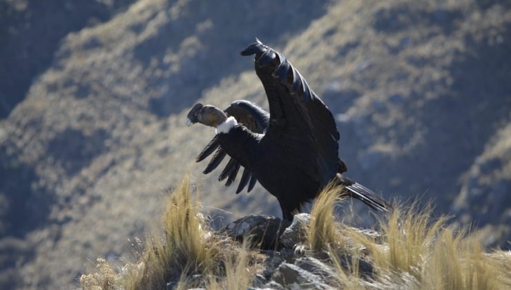 Un cóndor andino volvió a volar libre en el cielo puntano