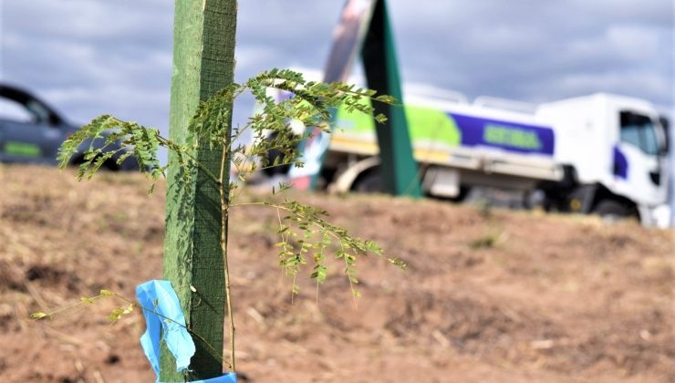 Con 22.000 árboles plantados, culminó la forestación del tramo que une Fraga y Batavia