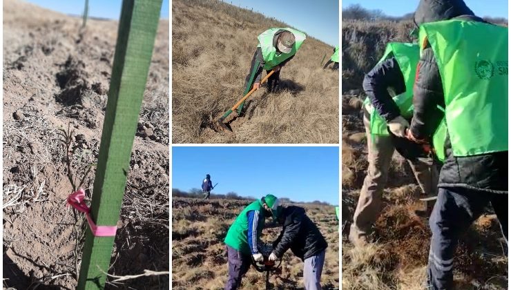 Con un avance del 80%, continúan las plantaciones en el tramo Fraga-Batavia