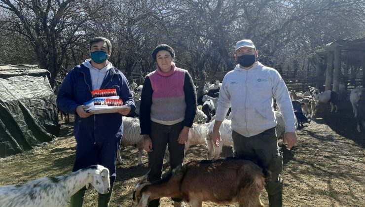 El Ministerio de Producción realizó tareas de sanidad en animales de productores caprinos