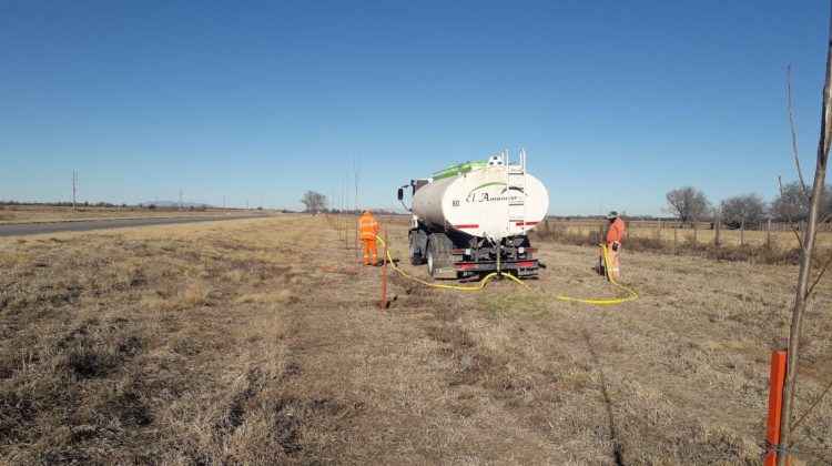 Progresa a buen ritmo la plantación de álamos sobre las autopistas provinciales