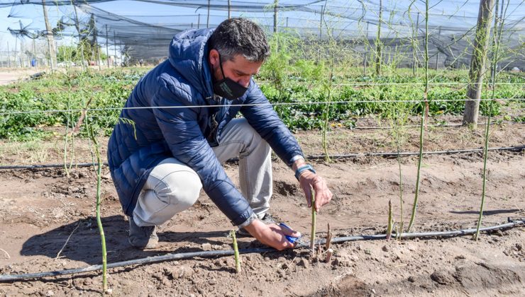 Sol Puntano realizó una prueba de producción de espárragos y ya tiene su primera cosecha