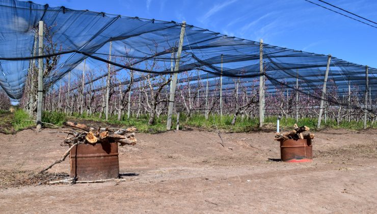 Sol Puntano implementa distintos métodos para combatir las heladas y proteger los frutales