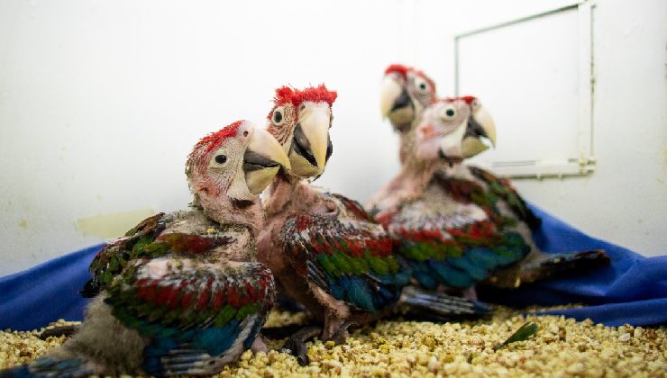 San Luis recuperó cuatro pichones de guacamayos y ya fueron trasladados al Ecoparque de Buenos Aires