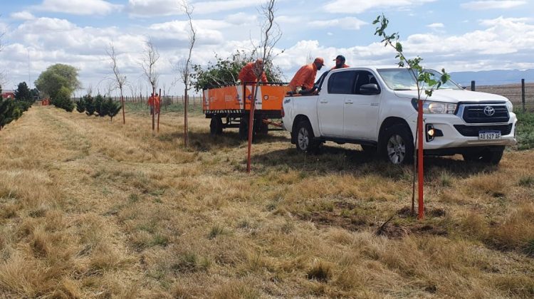 Flores, árboles y arbustos embellecen las rutas provinciales