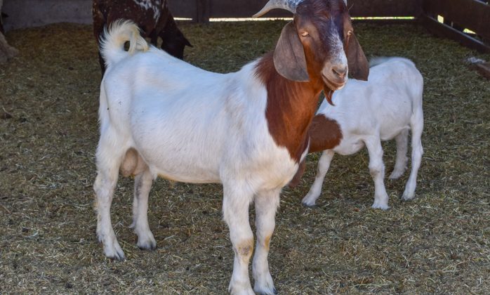 Adquirieron nuevos animales de alta genética para el Módulo de Sol Puntano