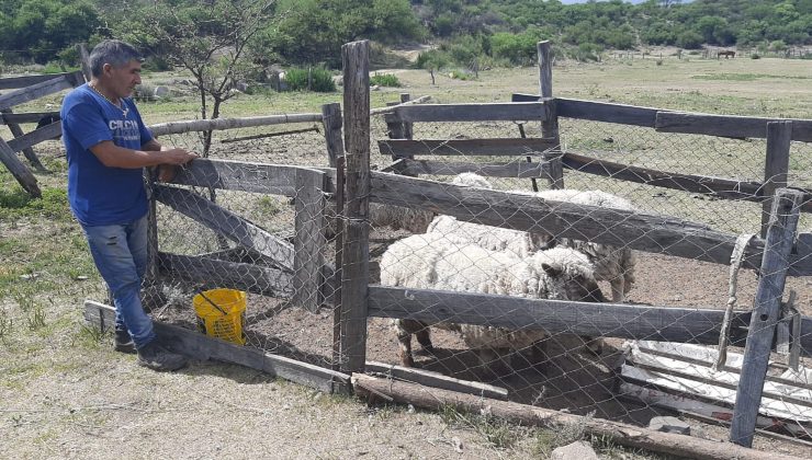 El Ministerio de Producción entregó reproductores porcinos a un pequeño productor de El Volcán