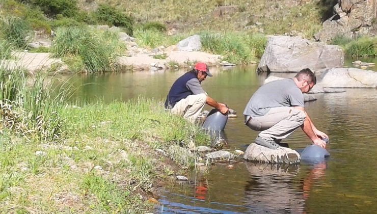 El Gobierno comenzó con la siembra de más de 5 mil alevines de truchas en diferentes ríos de la provincia