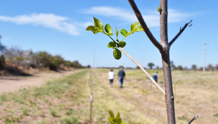 Plan Forestal: con más de 9.200 árboles, culminó la plantación del tramo que une a Villa de la Quebrada y San Luis