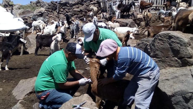 Continúan las tareas sanitarias en cabras de pequeños productores del departamento Pringles