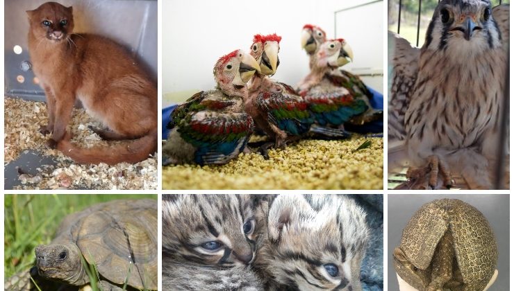 El Gobierno de San Luis recuperó a más de 300 animales silvestres durante el año 2021