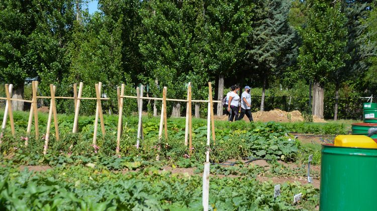 Las huertas modelo del Ministerio de Desarrollo Social tienen una finalidad alimentaria y educativa