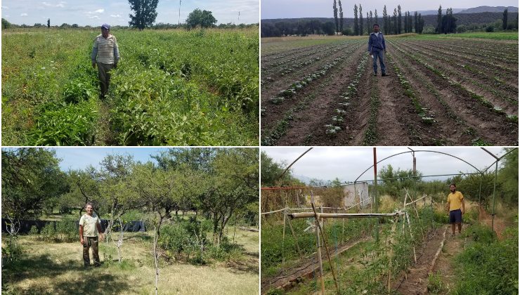 Frutas y hortalizas le dan color a la producción local y generan mayores oportunidades