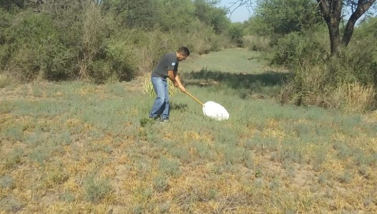 Para proteger la producción agrícola, monitorean en campos del norte la aparición de langostas