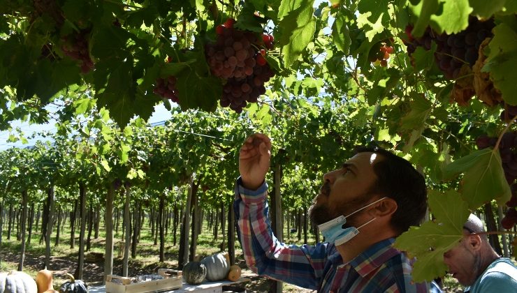 Comenzó la cosecha de uvas de mesa en Sol Puntano