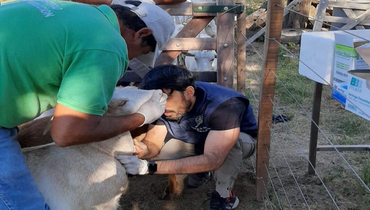 Realizaron acciones sanitarias en un tambo y en una fábrica de quesos de cabra en Concarán