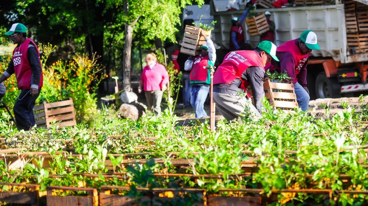 Fortalecimiento ambiental: llegó desde Chaco una tanda de plantines con los que se forestará en distintos puntos de la provincia