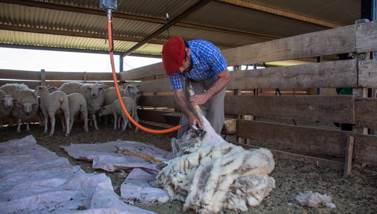 Dictarán un Curso de Esquila de Ovejas certificado por Prolana