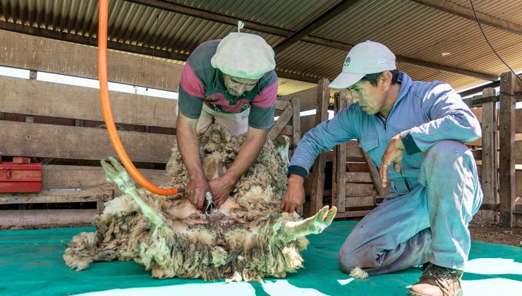 Finalizó el curso de Esquila de Ovejas certificado por Prolana