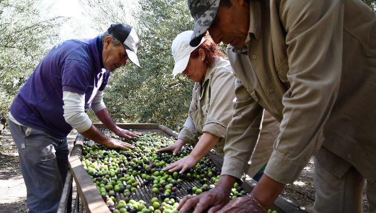 Cosecha de aceitunas en Sol Puntano: una práctica artesanal que le da un salto de calidad a la producción local