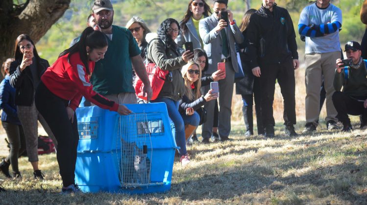 La calidez de la naturaleza puntana abrazó a los animales recuperados que volvieron a vivir en libertad