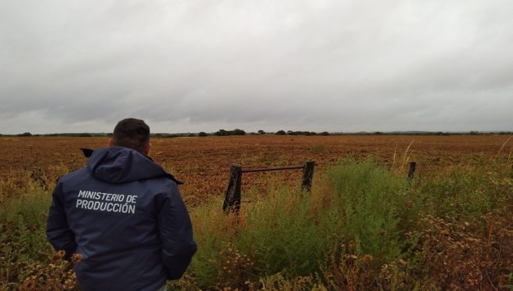 Con monitoreos en campos de maní, Producción inspecciona la siembra de cultivos de cobertura