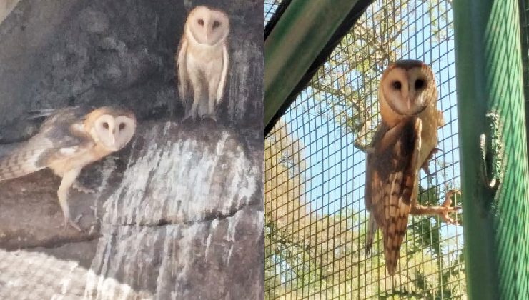 Tres lechuzas de campanario volvieron a volar en libertad