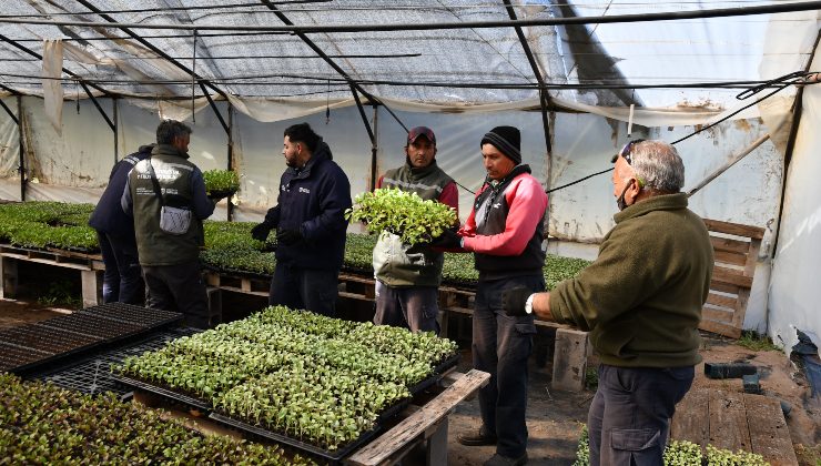 Reponen plantines hortícolas a productores que sufrieron daños en la temporada primavera-verano