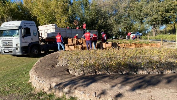 Hermandad forestal: esta semana llegaron desde el Chaco otros 24.500 árboles a San Luis