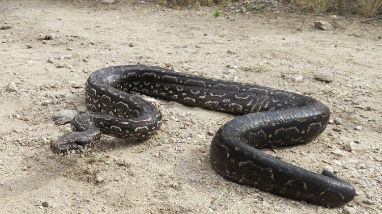 Se liberó una lampalagua en la Reserva Natural Quebrada de las Higueritas