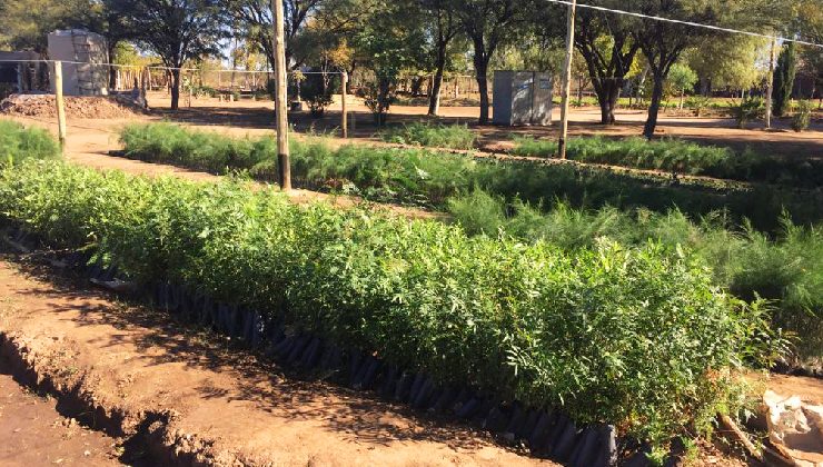 El Vivero provincial de Quines recibió un lote de casuarinas que llegaron desde Chaco