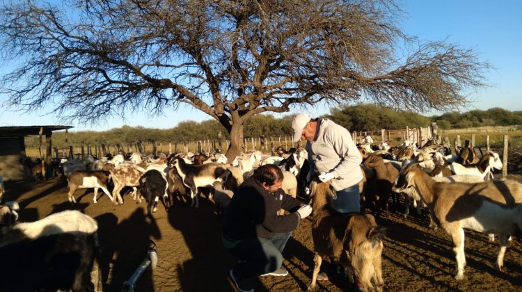 Se realizaron visitas y muestreos a más de 200 animales del norte puntano